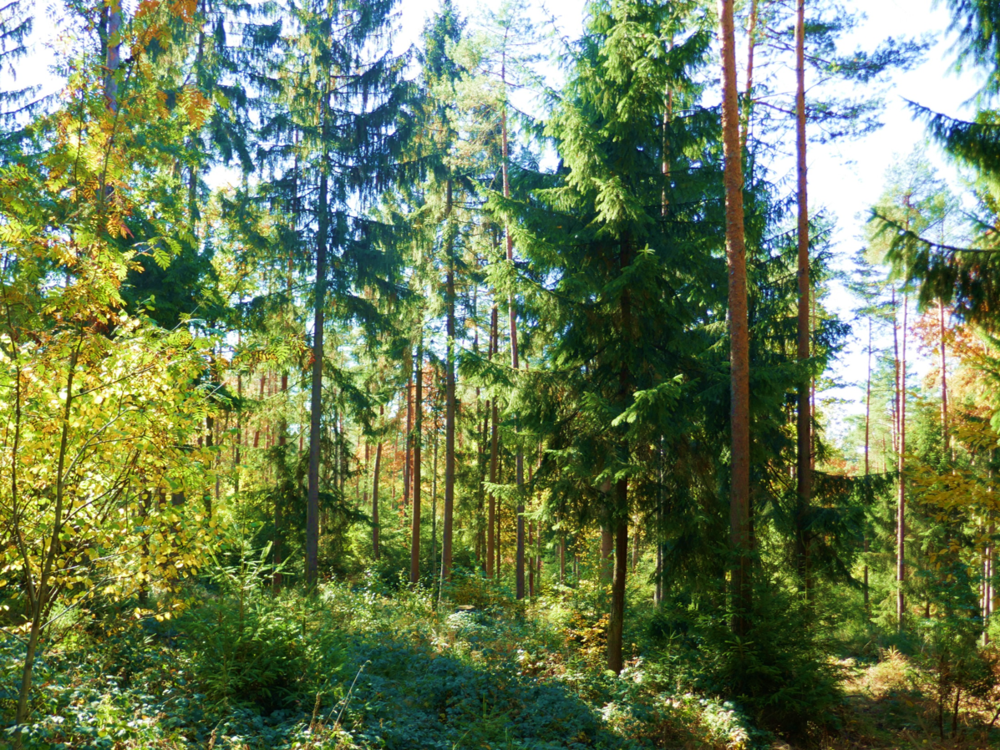 Zum klimaangepassten Waldmanagement gehört der Waldumbau von Reinbeständen in Mischwälder. Quelle: FNR / M. Kühling