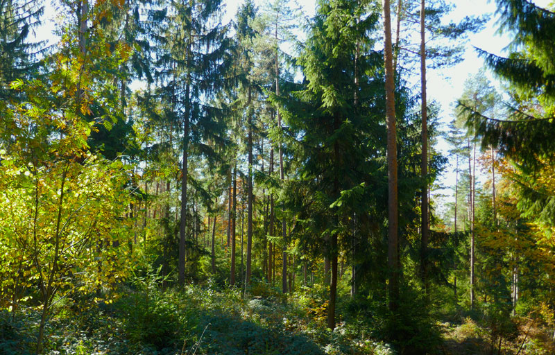 Zum klimaangepassten Waldmanagement gehört der Waldumbau von Monokulturen in Mischwälder. Quelle: FNR / M. KühlingQuelle: FNR / M. Kühling
